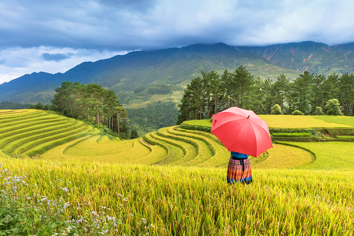 Rizières en terrasses de Sapa